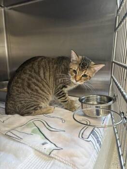 King Louie -  Domestic Short Hair Cat for Adoption in Providence Forge, Virginia - King Louie | PetCurious