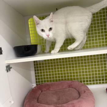 Biscuit Maker -  Domestic Short Hair Cat for Adoption in Las Vegas, Nevada - Biscuit Maker | PetCurious