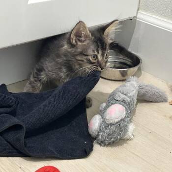 Eggs -  Domestic Medium Hair Cat for Adoption in Tustin, California - Eggs | PetCurious