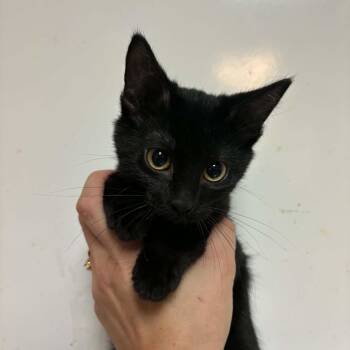 Gingy -  Domestic Short Hair Cat for Adoption in Waterloo, Iowa - Gingy | PetCurious