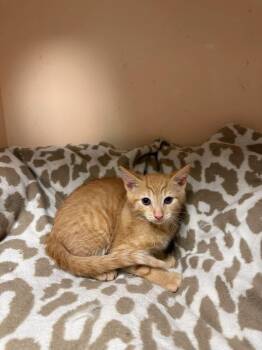 Howard -  Domestic Short Hair Cat for Adoption in Freeport, New York - Howard | PetCurious