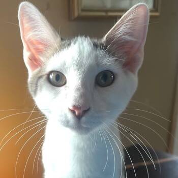 Rescue Domestic Short Hair Cats for Adoption in Mount Laurel Township, New Jersey - Hartford | PetCurious