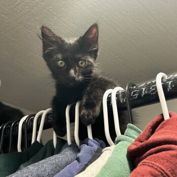 Rescue Domestic Short Hair Cats for Adoption in Ashland, Oregon - Skout | PetCurious