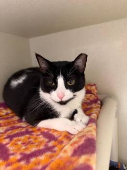 Sally -  Domestic Short Hair Cat for Adoption in Fort Collins, Colorado - Sally | PetCurious