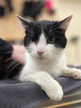 Rescue Domestic Short Hair Cats for Adoption in Aliquippa, Pennsylvania - BODHI | PetCurious