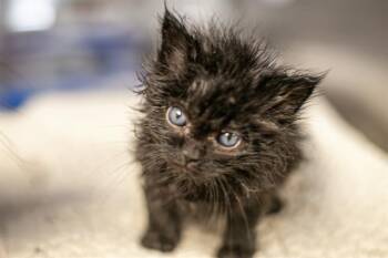 KITBO -  Domestic Long Hair Cat for Adoption in Charlotte, North Carolina - KITBO | PetCurious
