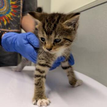 Widget -  Domestic Short Hair Cat for Adoption in Tampa, Florida - Widget | PetCurious