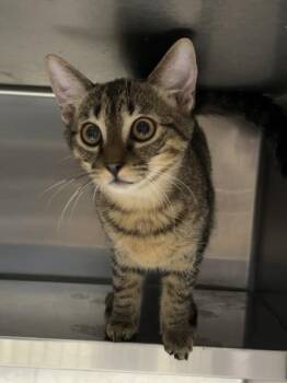 Cubby $50 -  Domestic Short Hair Cat for Adoption in Seneca, South Carolina - Cubby $50 | PetCurious