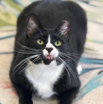 Durango -  Domestic Short Hair Cat Available for Adoption in Statesboro, Georgia - Durango | PetCurious