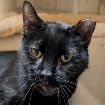 Domestic Short Hair Cats Available for Adoption - Harper - Reduced Fee! | PetCurious