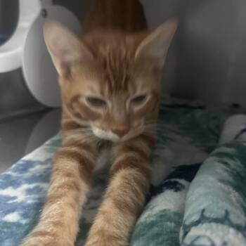 Pressley -  Domestic Short Hair Cat for Adoption in Lakeland, Florida - Pressley | PetCurious