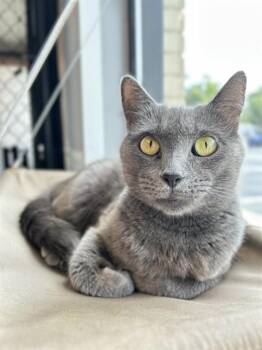 SABLE -  Domestic Short Hair Cat for Adoption in Palmetto, Florida - SABLE | PetCurious