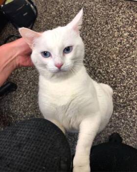 Devlin -  Domestic Short Hair Cat for Adoption in Redmond, Oregon - Devlin | PetCurious