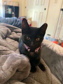 Caligo -  Domestic Short Hair Cat for Adoption in Taycheedah, Wisconsin - Caligo | PetCurious