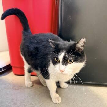 Jules -  Domestic Short Hair Cat for Adoption in Rifle, Colorado - Jules | PetCurious
