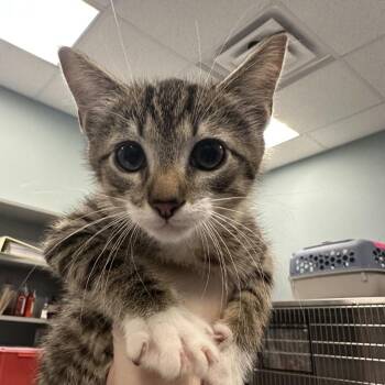 Cream Cheese -  Domestic Short Hair Cat for Adoption in Greensboro, North Carolina - Cream Cheese | PetCurious