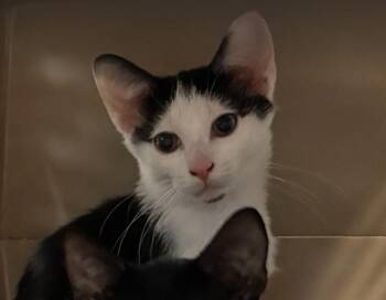 Chi -  Domestic Short Hair Cat for Adoption in Cincinnati, Ohio - Chi | PetCurious