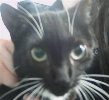 Domestic Short Hair Cats Available for Adoption in Charlotte, North Carolina - KUROMI | PetCurious