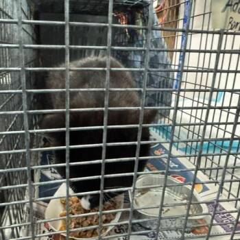 Domestic Short Hair Cats Available for Adoption in Abingdon, Maryland - 0426-96 Sonny | PetCurious