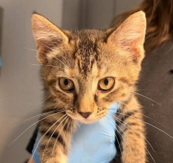Boxy -  Domestic Short Hair Cat for Adoption in Golden, Colorado - Boxy | PetCurious