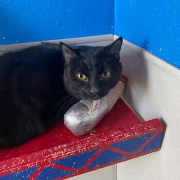 Domestic Short Hair Cats Available for Adoption in West Des Moines, Iowa - Wednesday | PetCurious