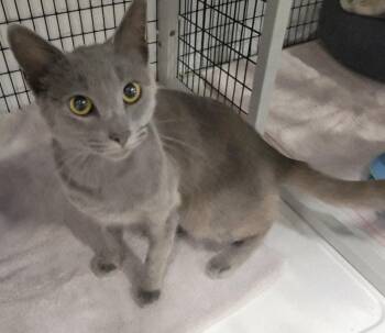 Dratini -  Domestic Short Hair Cat for Adoption in Raleigh, North Carolina - Dratini | PetCurious