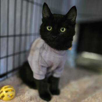 Domestic Long Hair Cats Available for Adoption in Jacksonville, Oregon - Ink Blot | PetCurious