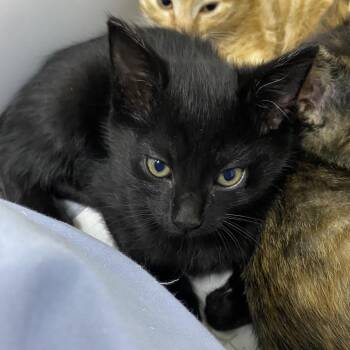 Stoog -  Domestic Short Hair Cat for Adoption in Franklin, North Carolina - Stoog | PetCurious