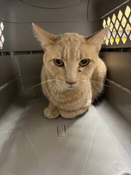 Freddie -  Domestic Short Hair Cat for Adoption in Sacramento, California - Freddie | PetCurious