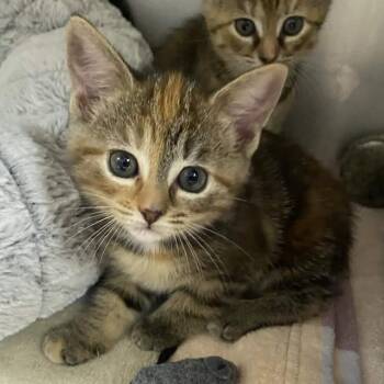 Domestic Short Hair Cats Available for Adoption in Gloucester, Virginia - Lilac Menace | PetCurious