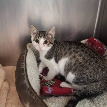Rescue Domestic Short Hair Cats for Adoption in Attica, New York - David | PetCurious