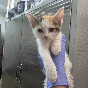 Banana -  Domestic Short Hair Cat for Adoption in Clanton, Alabama - Banana | PetCurious