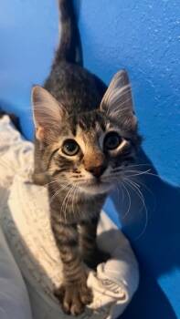 Rescue Tabby Cats for Adoption in San Antonio, Texas - Rocket | PetCurious