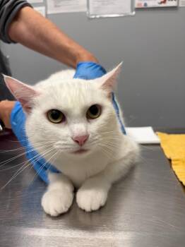 Shotzie -  Domestic Short Hair Cat for Adoption in Bloomington, Indiana - Shotzie | PetCurious
