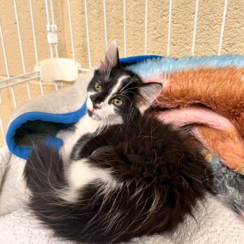 Picasso -  Domestic Short Hair Cat for Adoption in Myerstown, Pennsylvania - Picasso | PetCurious