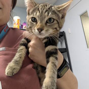 Hanzo -  Domestic Short Hair Cat for Adoption in Indianapolis, Indiana - Hanzo | PetCurious