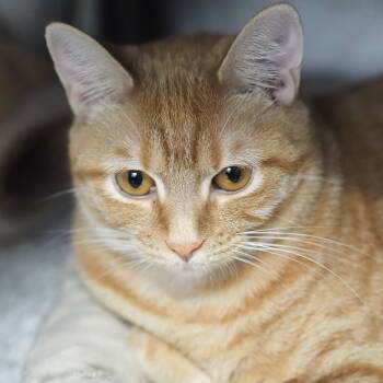 Rescue Domestic Short Hair Cats for Adoption in Falls Church, Virginia - Ariel | PetCurious