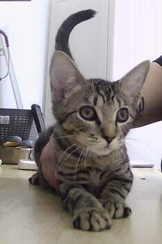 Joseph -  Domestic Short Hair Cat for Adoption in Dayton, Minnesota - Joseph | PetCurious