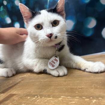 Rescue Domestic Short Hair Cats for Adoption in Normal, Illinois - Cindy | PetCurious