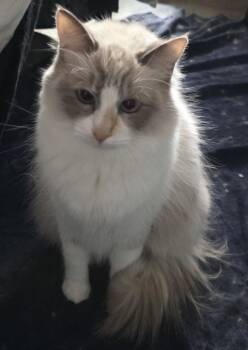 Cirilla -  Ragdoll Cat for Adoption in Phoenix, Arizona - Cirilla | PetCurious