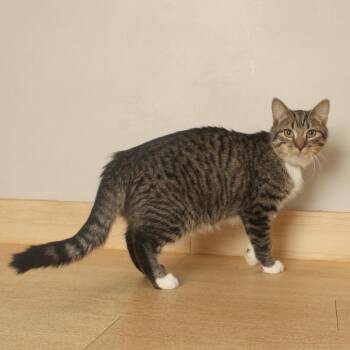 Aladdin C71133 -  Domestic Short Hair Cat for Adoption in Minnetonka, Minnesota - Aladdin C71133 | PetCurious