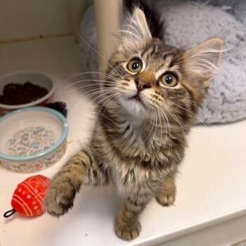 Tennessee -  Domestic Medium Hair and Domestic Short Hair Cat for Adoption in Woodinville, Washington - Tennessee | PetCurious