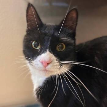 Business Major -  Domestic Short Hair Cat for Adoption in Davenport, Iowa - Business Major | PetCurious