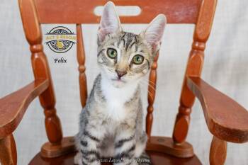 Felix -  Domestic Short Hair Cat for Adoption in Riverside, California - Felix | PetCurious