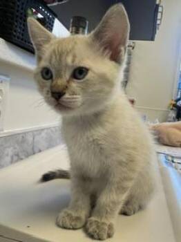 Rowan -  Domestic Short Hair Cat for Adoption in Roseville, California - Rowan | PetCurious