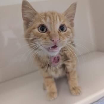 Mart Mart -  Domestic Short Hair Cat for Adoption in Watertown, New York - Mart Mart | PetCurious