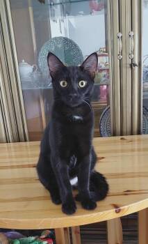 Rescue Domestic Short Hair Cats for Adoption in Brampton, Ontario - AnhTu | PetCurious
