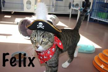 Rescue Domestic Short Hair Cats for Adoption in Prince Frederick, Maryland - Felix | PetCurious