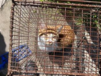 Domestic Short Hair Cats Available for Adoption - A652431 | PetCurious