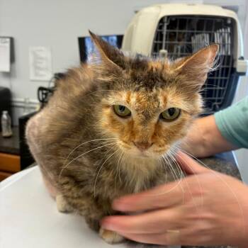 Bonnie -  Domestic Medium Hair Cat for Adoption in Morganfield, Kentucky - Bonnie | PetCurious